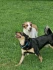Logo Hundebetreuung Oliver Otto