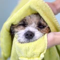 Hundefriseur Neef, Oretta Kirchberg