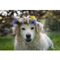 Hundefriseur Salon Tausendhund Koblenz