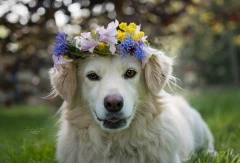 Hundefriseur Salon Tausendhund Koblenz