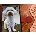 Hundefriseur Siegen Stefanie Rothenpieler Siegen