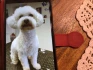 Logo Hundefriseur Siegen Stefanie Rothenpieler