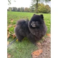 Hundefriseur Wolf K&ouml;ln