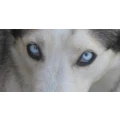 Logo Hundeharmonie