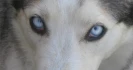 Logo Hundeharmonie Ilona Ahrens