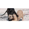 Logo Hundehirn Inh. Ladena Mau