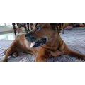HUNDEKUNDE ROCHO Bremen