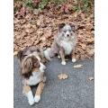 Hundepension "Dog sweet hostel" Zeven