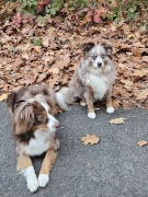Hundepension "Dog sweet hostel" Zeven