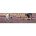 Logo Hundepension GASSISI Christiane Keilich