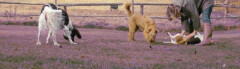 Logo Hundepension GASSISI Christiane Keilich