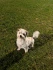 Logo Hundepension & Hundeschule vom Hummelshof