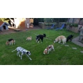 Bei uns darf Hund einfach Hund sein