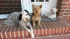 3 meiner Hundegäste