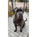 Hundepension Simone Otto Alperstedt