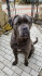 Logo Hundepension Simone Otto