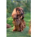 Hundesalon Anne Greif Hasel&uuml;nne