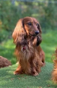 Hundesalon Anne Greif Hasel&uuml;nne