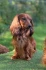 Logo Hundesalon Anne Greif