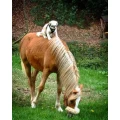 Hundesalon Baldur Solingen