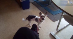 Hundesalon Bauer Mörlenbach