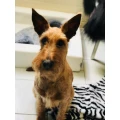 Hundesalon Beauty Selka Hundesalon Wilhelmshaven