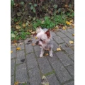 Hundesalon "Benny" Inh. Petra Pietschker Zossen
