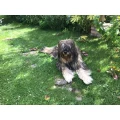 Hundesalon Blickfang Rheine Rheine