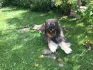 Logo Hundesalon Blickfang Rheine