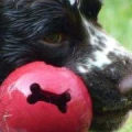 Logo Hundefriseur B&ouml;rger