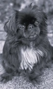 Hundesalon Bone Patrizia Boné Stuttgart