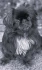Logo Hundesalon Bone Patrizia Boné