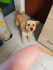 Logo Hundesalon ,,Bonita "Inh.Brigitte Muth