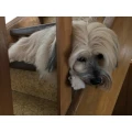 Hundesalon, Brigitte Voellinger M&uuml;cke