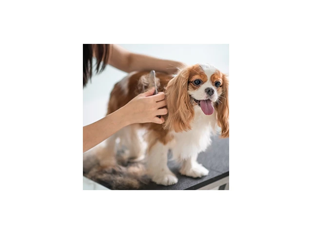 Hundesalon Chik & Fein