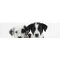 Logo Hundesalon Chrissi