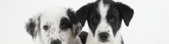Logo Hundesalon Chrissi