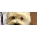 Logo Hundesalon Christina Br&ouml;geler