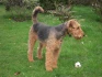 Logo Hundesalon "Das kleine Hundehaus" L.und W. Brandhorst