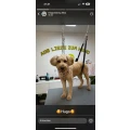 Hundesalon Elisa Emsdetten