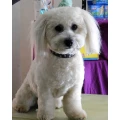 Hundesalon Evelyne K&ouml;hl Bexbach