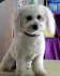 Logo Hundesalon Evelyne Köhl