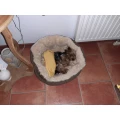 Hundesalon FellKinder Dresden