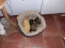 Logo Hundesalon FellKinder