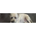 Logo Hundesalon Fellstation Inh. Tanja Bischoff- Otten
