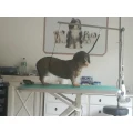 Hundesalon Grewatsch Berlin