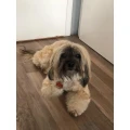 Hundesalon groomie dogs Langelsheim