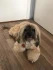 Logo Hundesalon groomie dogs