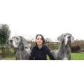 Logo Hundesalon Hahn
