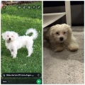 Hundesalon Jutta G&ouml;tz Pfaffenhausen